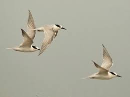Attēlu rezultāti vaicājumam “Sternula albifrons”