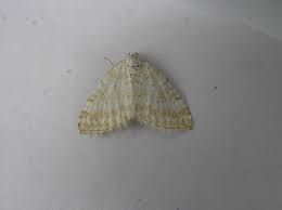 Attēlu rezultāti vaicājumam “Perizoma bifaciata”