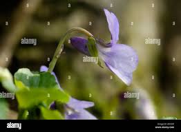 Attēlu rezultāti vaicājumam “Viola reichenbachiana flower”