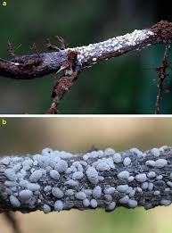 Attēlu rezultāti vaicājumam “Cribraria ferruginea macro”