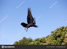 Attēlu rezultāti vaicājumam “Corvus corax adult”