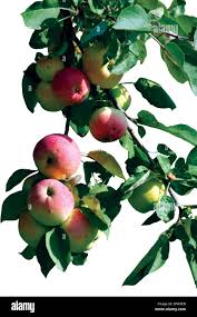 Attēlu rezultāti vaicājumam “Malus domestica fruit”