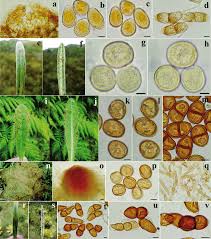 Attēlu rezultāti vaicājumam “Pucciniales”
