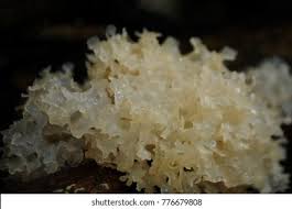 Attēlu rezultāti vaicājumam “Lindbladia tubulina macro”