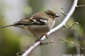 Attēlu rezultāti vaicājumam “Fringilla coelebs female”