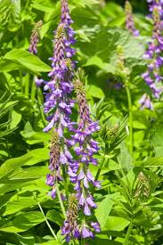 Attēlu rezultāti vaicājumam “Galega orientalis leaf”