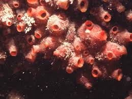 Attēlu rezultāti vaicājumam “Diderma subviridifuscum var. macrospora* sessile”