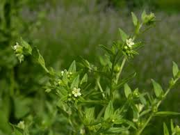Attēlu rezultāti vaicājumam “Lithospermum officinale”