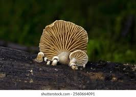 Attēlu rezultāti vaicājumam “Panellus stipticus”