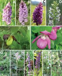 Attēlu rezultāti vaicājumam “Orchidaceae”