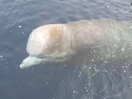 Image result for Hyperoodon ampullatus