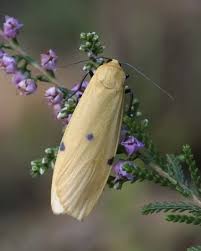 Attēlu rezultāti vaicājumam “Lithosia quadra female”
