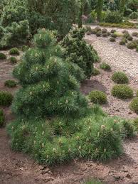 Attēlu rezultāti vaicājumam “Pinus nigra”