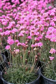 Attēlu rezultāti vaicājumam “Armeria vulgaris”