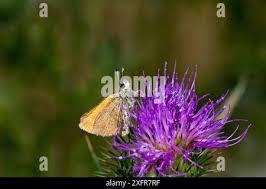Attēlu rezultāti vaicājumam “Thymelicus lineola underside”