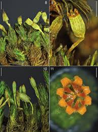 Attēlu rezultāti vaicājumam “Orthotrichum, Nyholmiella”