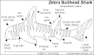 Zebra Bullhead Shark Printout - ZoomSharks.