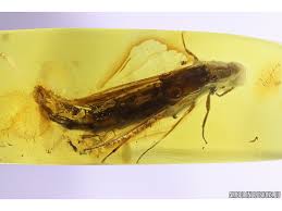 Attēlu rezultāti vaicājumam “Lymexylidae”