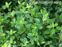 Image result for Thymus vulgaris