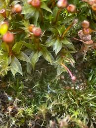 Attēlu rezultāti vaicājumam “Tortula truncata sporophyte”