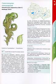 Attēlu rezultāti vaicājumam “Hamatocaulis lapponicus”