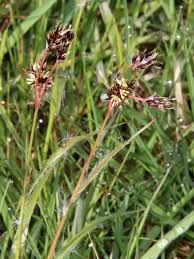 Attēlu rezultāti vaicājumam “Luzula campestris”