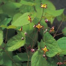 Attēlu rezultāti vaicājumam “Epimedium alpinum”