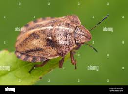 Attēlu rezultāti vaicājumam “Eurygaster testudinaria imago”