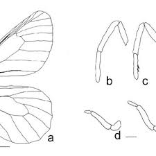 Attēlu rezultāti vaicājumam “Oeneis jutta underside”