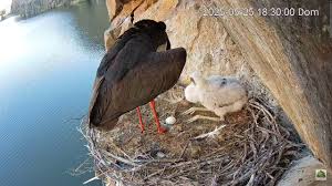 Attēlu rezultāti vaicājumam “Ciconia nigra nest”