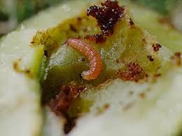 Attēlu rezultāti vaicājumam “Grapholita funebrana larva”