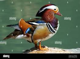 Attēlu rezultāti vaicājumam “Aix galericulata male”