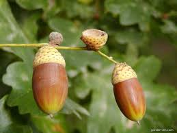 Attēlu rezultāti vaicājumam “Quercus robur fruit”