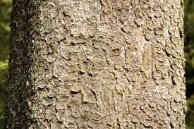 Attēlu rezultāti vaicājumam “Lepraria incana”