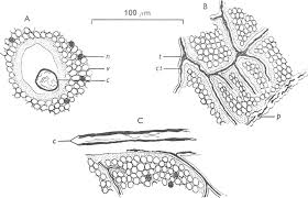 Attēlu rezultāti vaicājumam “Stemonitis foliicola plasmodium”