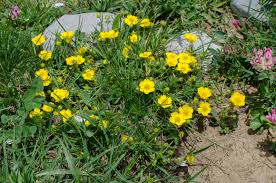 Attēlu rezultāti vaicājumam “Potentilla arenaria bud”