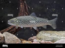 Image result for Salmo trutta trutta