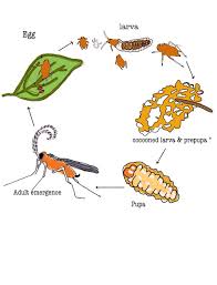 Attēlu rezultāti vaicājumam “Chironomidae larvae”