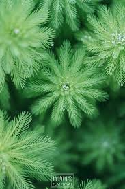 「粉綠狐尾藻」的圖片搜尋結果