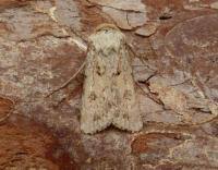 Attēlu rezultāti vaicājumam “Agrotis ripae”