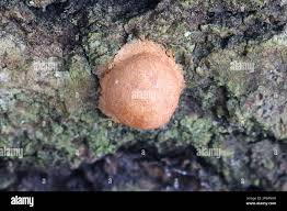 Attēlu rezultāti vaicājumam “Fuligo laevis spores”