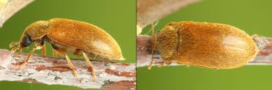 Attēlu rezultāti vaicājumam “Byturus ochraceus”