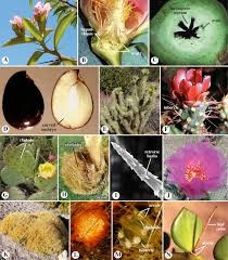 Attēlu rezultāti vaicājumam “Santalaceae”