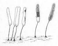 Attēlu rezultāti vaicājumam “Stemonitopsis typhina”
