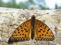 Attēlu rezultāti vaicājumam “Argynnis aglaja”