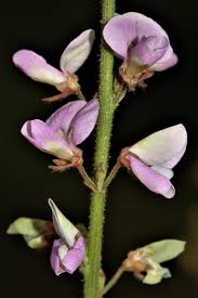 Attēlu rezultāti vaicājumam “Diderma globosum sessile”