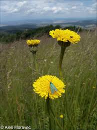 Attēlu rezultāti vaicājumam “Hypochaeris maculata”