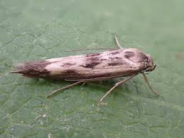 Attēlu rezultāti vaicājumam “Scythris limbella”