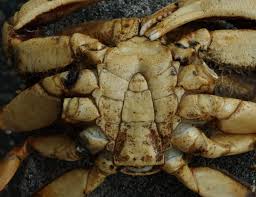 Image result for Metacarcinus magister