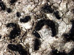 Attēlu rezultāti vaicājumam “Alyxoria varia”